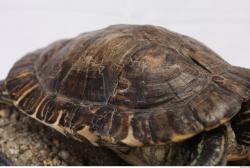 Photo Textures of Tortoise Shell